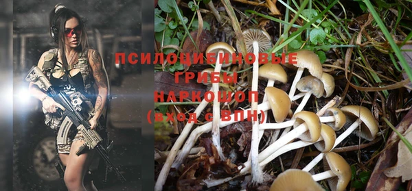 прущие грибы Абинск