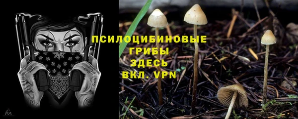 прущие грибы Абинск